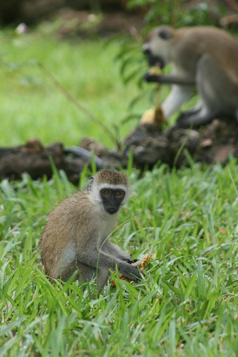 Kenya 103